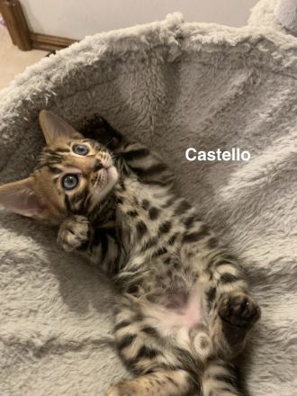 Verspielte & wunderschöne Bengalkitten (mit Stammbaum) suchen ein neues Zuhause!