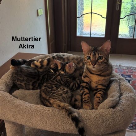 Verspielte & wunderschöne Bengalkitten (mit Stammbaum) suchen ein neues Zuhause!