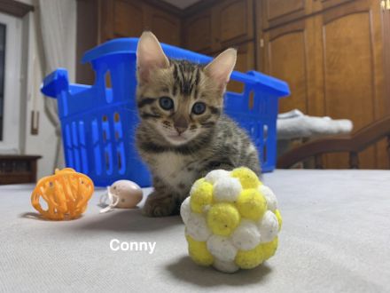 Verspielte & wunderschöne Bengalkitten (mit Stammbaum) suchen ein neues Zuhause!