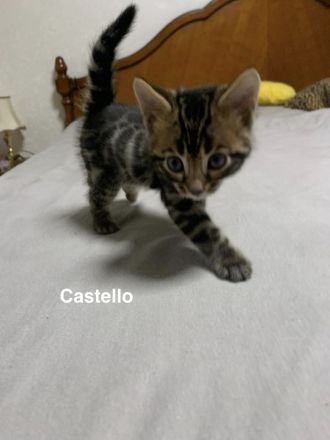 Verspielte & wunderschöne Bengalkitten (mit Stammbaum) suchen ein neues Zuhause!