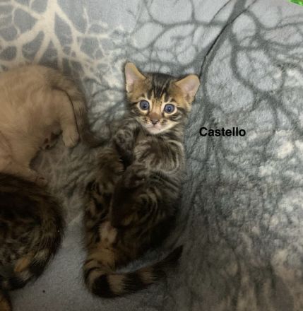 Verspielte & wunderschöne Bengalkitten (mit Stammbaum) suchen ein neues Zuhause!