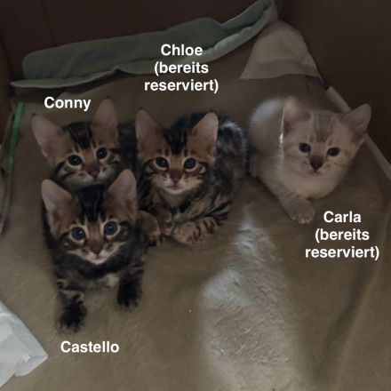 Verspielte & wunderschöne Bengalkitten (mit Stammbaum) suchen ein neues Zuhause!