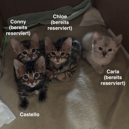Verspielte & wunderschöne Bengalkitten (mit Stammbaum) suchen ein neues Zuhause!