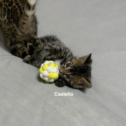 Verspielte & wunderschöne Bengalkitten (mit Stammbaum) suchen ein neues Zuhause!