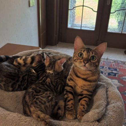 Verspielte & wunderschöne Bengalkitten (mit Stammbaum) suchen ein neues Zuhause!