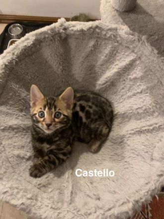 Verspielte & wunderschöne Bengalkitten (mit Stammbaum) suchen ein neues Zuhause!