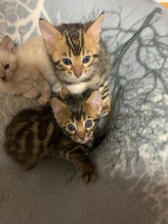 Verspielte & wunderschöne Bengalkitten (mit Stammbaum) suchen ein neues Zuhause!