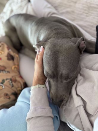 Wurfankündigung American Staffordshire