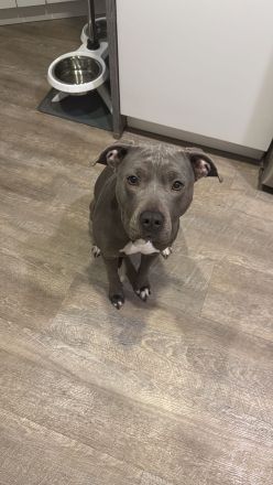 Wurfankündigung American Staffordshire