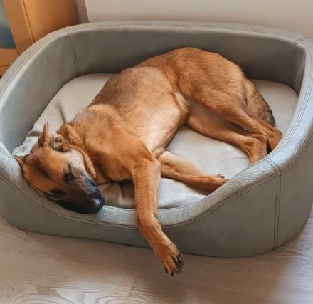 Kate wünscht sich endlich ein zu Hause ....