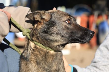 Anya -  sucht ein hundeerfahrenes Zuhause