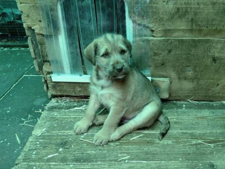 Anka , Merlin , Finn , Buzz suchen ein tolles Zuhause -  natürlich einzeln