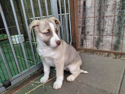 Anka , Merlin , Finn , Buzz suchen ein tolles Zuhause -  natürlich einzeln