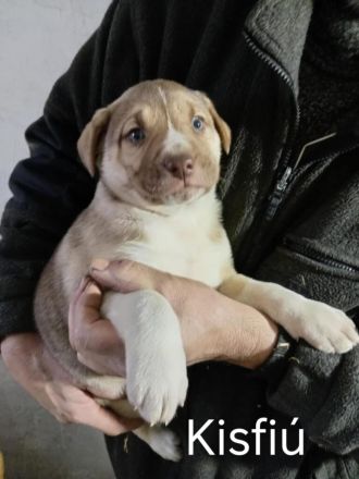 Anka , Merlin , Finn , Buzz suchen ein tolles Zuhause -  natürlich einzeln