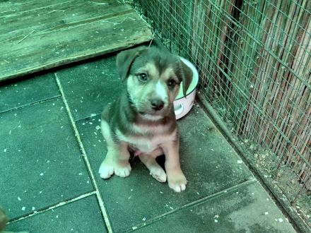 Anka , Merlin , Finn , Buzz suchen ein tolles Zuhause -  natürlich einzeln