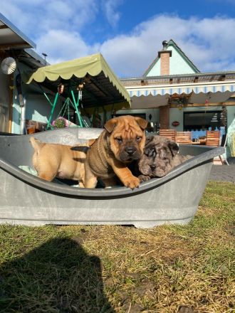 Reinrassige Shar-Pei-/Shar Pei-Welpen suchen ein neues Zuhause