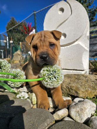 Reinrassige Shar-Pei-/Shar Pei-Welpen suchen ein neues Zuhause