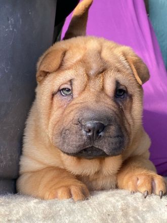 Reinrassige Shar-Pei-/Shar Pei-Welpen suchen ein neues Zuhause
