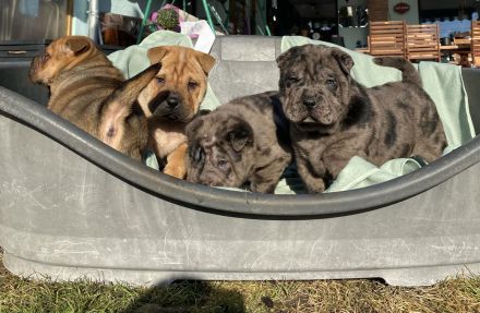 Reinrassige Shar-Pei-/Shar Pei-Welpen suchen ein neues Zuhause