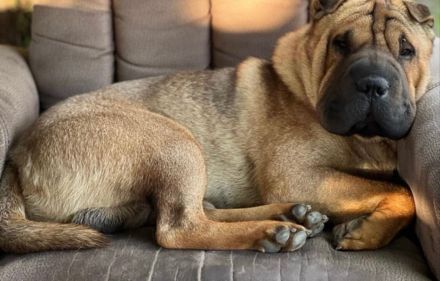 Reinrassige Shar-Pei-/Shar Pei-Welpen suchen ein neues Zuhause