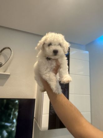 Zwei Bichon Frise suchen ihr neues freundliches Zuhause