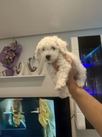 Zwei Bichon Frise suchen ihr neues freundliches Zuhause