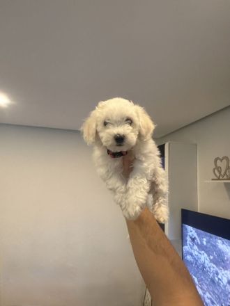Zwei Bichon Frise suchen ihr neues freundliches Zuhause