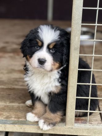 Noch ein wunderschöner kräftiger Berner Rüde sucht das beste Zuhause