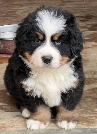 Noch ein wunderschöner kräftiger Berner Rüde sucht das beste Zuhause