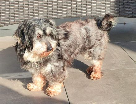 Hope sucht ein Zuhause (Tierschutzhund)