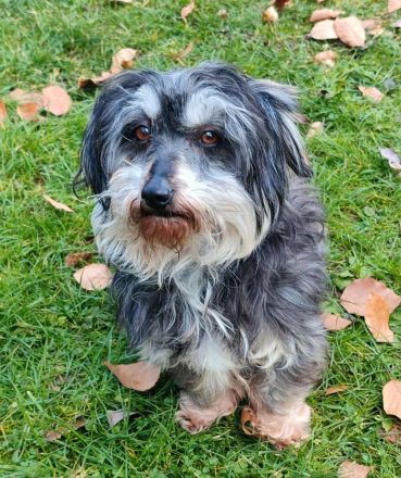 Hope sucht ein Zuhause (Tierschutzhund)