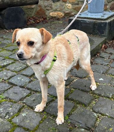 Goldie sucht ein Zuhause  (Tierschutzhund)