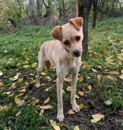 Goldie sucht ein Zuhause  (Tierschutzhund)