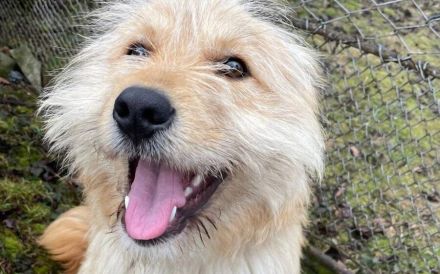 Verschmuster Herzensbrecher Günni sucht Zuhause