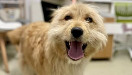 Verschmuster Herzensbrecher Günni sucht Zuhause