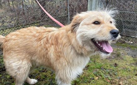 Verschmuster Herzensbrecher Günni sucht Zuhause