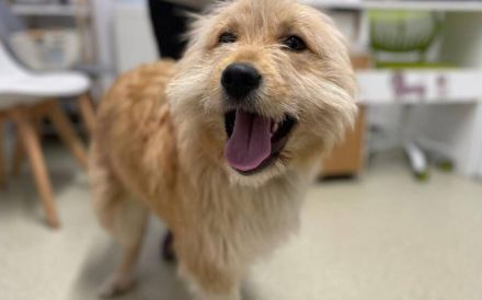 Verschmuster Herzensbrecher Günni sucht Zuhause