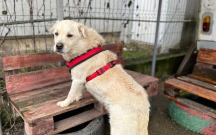 Aufmerksamer und freundlicher Lonni sucht Familienanschluss