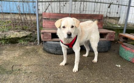 Aufmerksamer und freundlicher Lonni sucht Familienanschluss