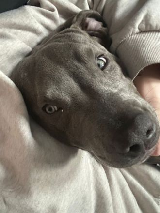 American Pit Bull XL Welpe