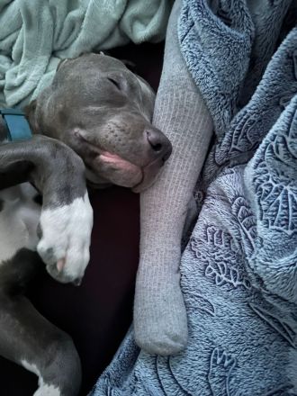 American Pit Bull XL Welpe