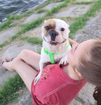 Ari sucht ein Zuhause (Tierschutzhund)