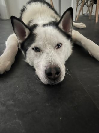 Tom möchte sein Herz verschenken...