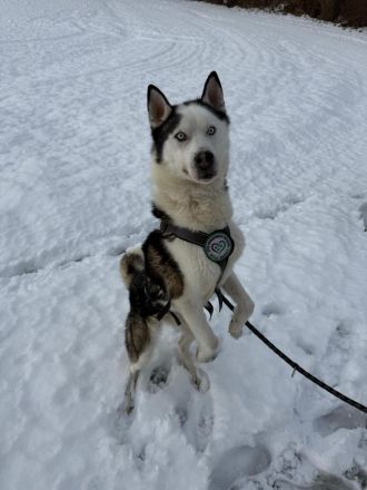 Tom möchte sein Herz verschenken...