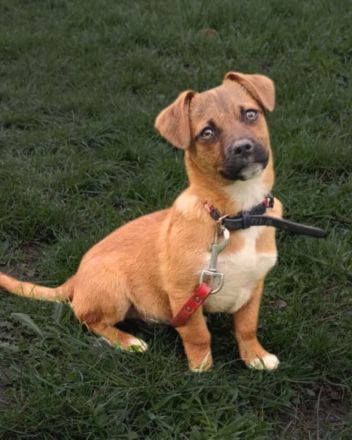 Peter  sucht ein Zuhause  (Tierschutzhund)