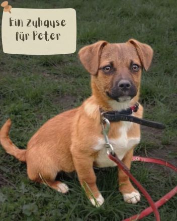 Peter  sucht ein Zuhause  (Tierschutzhund)