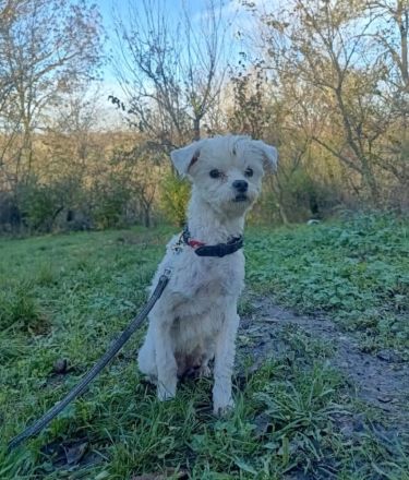 Lily sucht ein Zuhause  (Tierschutzhund)