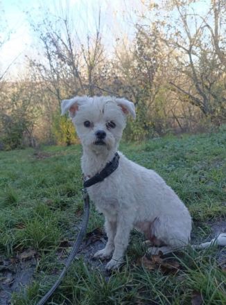 Lily sucht ein Zuhause  (Tierschutzhund)