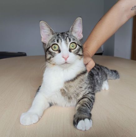 Die Schwestern Magui und Mota suchen ein liebevolles Zuhause