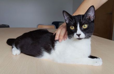 Die Schwestern Magui und Mota suchen ein liebevolles Zuhause